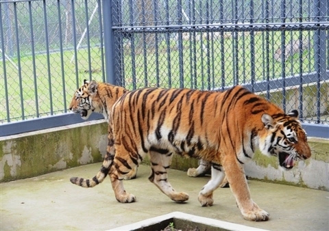 蘇州動物園近20只猛獸搬家