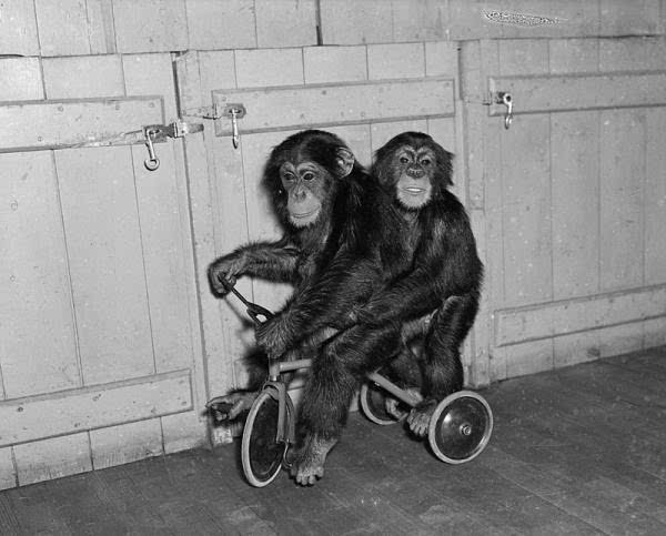 两只大猩猩黑白照图片