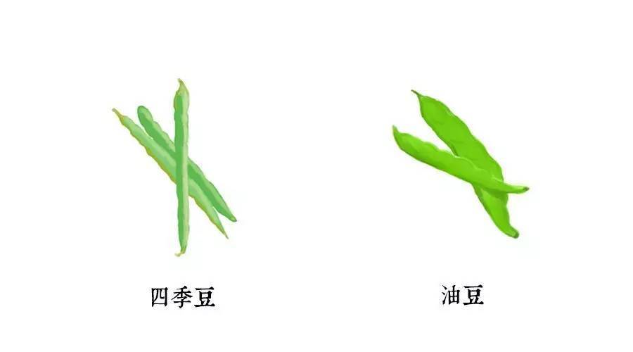 龙豆和四季豆区别图片