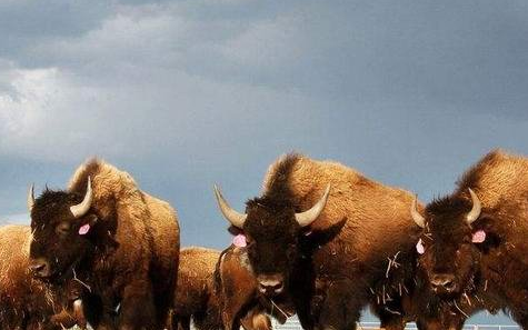美洲野牛身高图片
