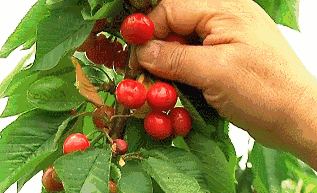 郑州樱桃采摘地图奉上有的口感赶上车厘子