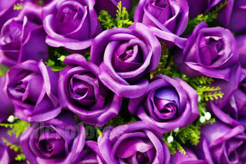 >> 文章内容 >> 紫玫瑰的花语寓意及传说故事 紫色玫瑰的花语是什么?
