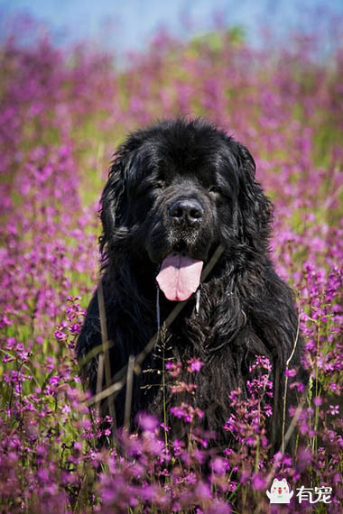 犬界救生员 纽芬兰犬