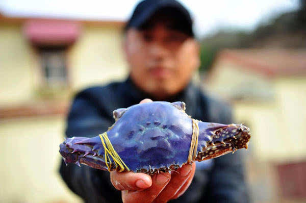 青岛小港渔码头现罕见紫壳梭子蟹 市民抢购海鲜