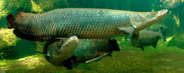 亚马逊雨林鱼类大全图片
