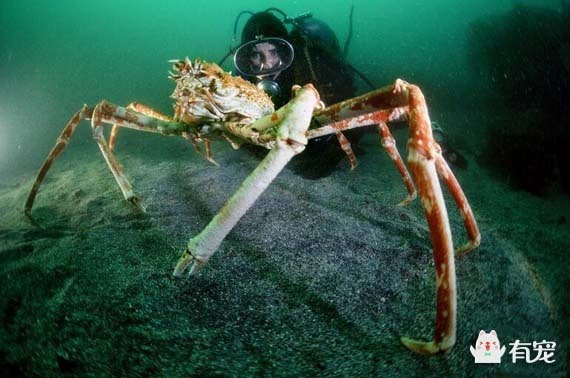 巨型螃蟹 猎杀图片