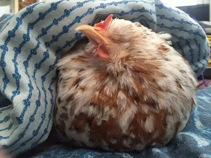 公鸡睡觉的样子图片