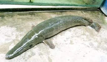 你是鳄鱼派来的逗兵吗?