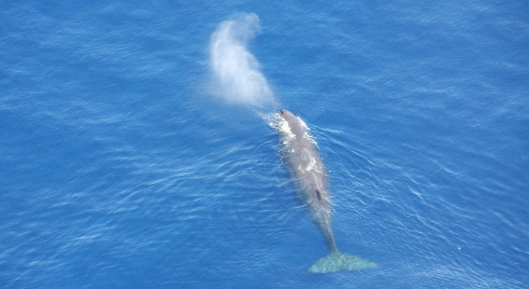 鲸鱼吐水图片 换气图片