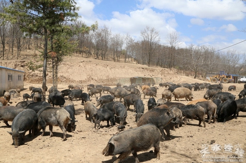 散养野猪围栏图片图片