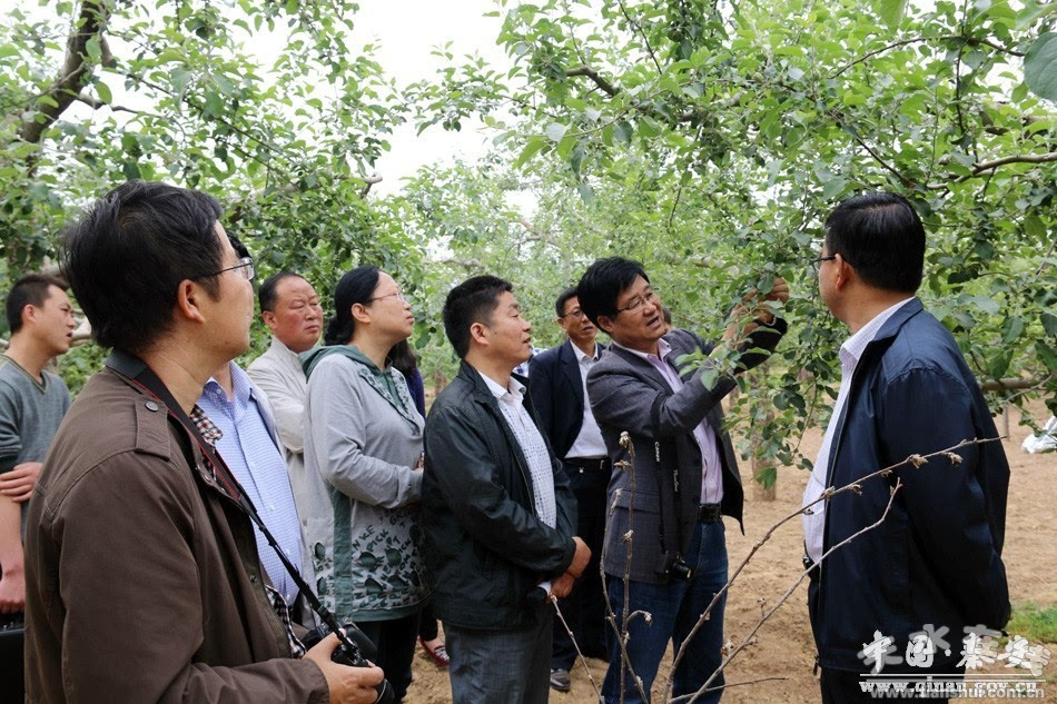 国家苹果产业首席专家为秦安苹果发展问诊把脉(图)_搜狐其它_搜狐网