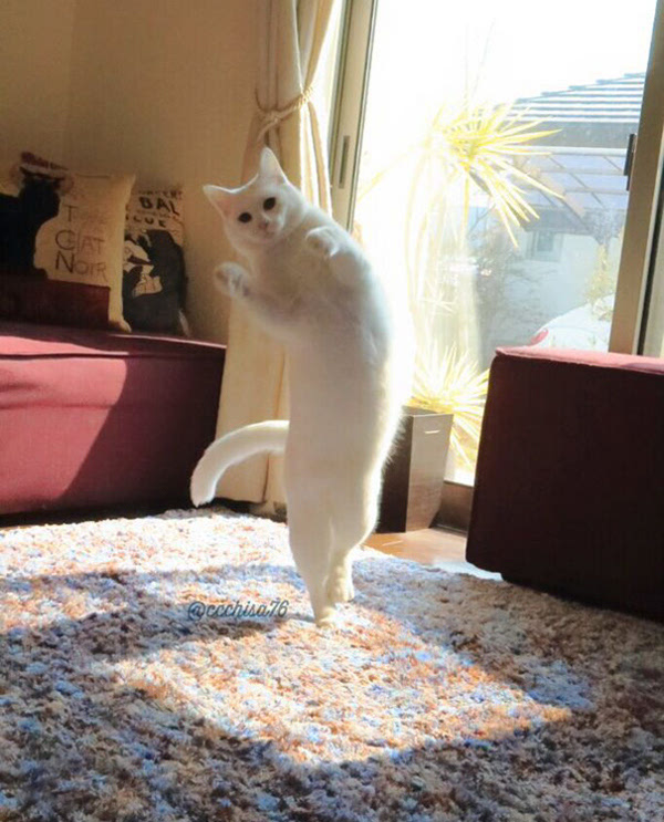 土耳其小猫肚皮舞表演图片