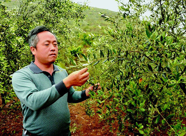 他的目标不仅是种植橄榄树,还要延伸到加工领域,生产出十堰的橄榄油