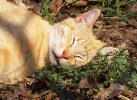 像吸毒猫薄荷搞笑图片图片