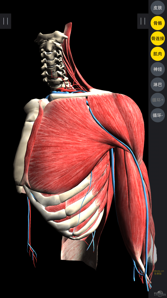 探索身体的奥秘!超强3d人体解剖模型app