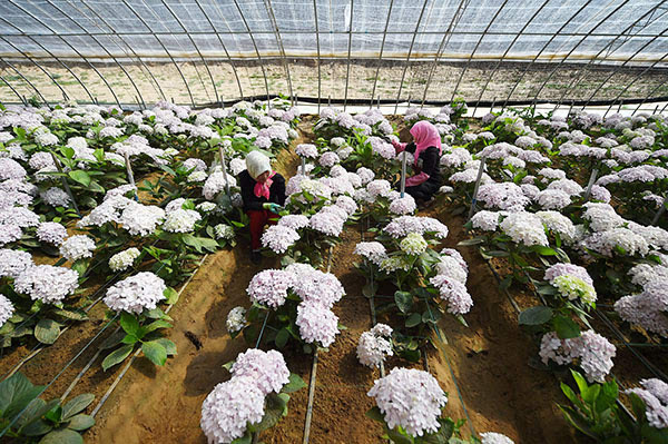 5月23日,农民在银川市兴庆区月牙湖乡回乡伊人花卉专业合作社日光温室