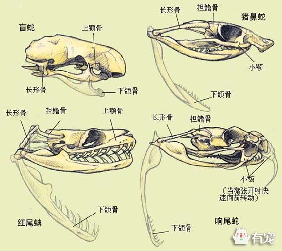 生死一瞬,蛇究竟有多快?