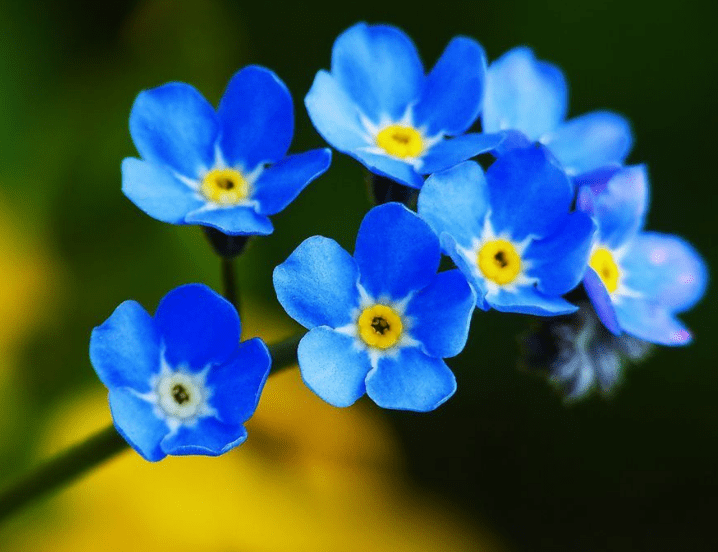 星辰花的花语和寓意(星辰花的花语和寓意和象征)