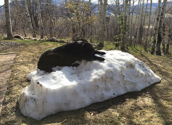 国外拉布拉多犬守护雪堆图片走红网络(组图)