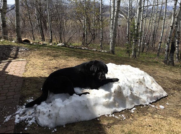 国外拉布拉多犬守护雪堆图片走红网络(组图)