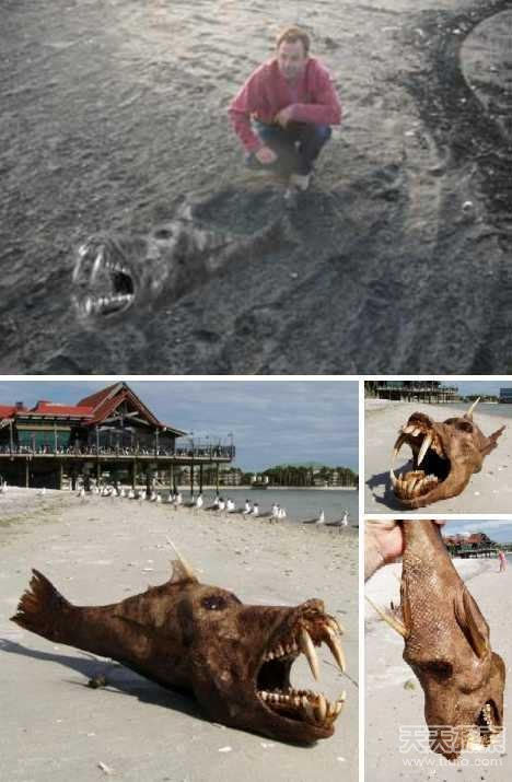 轰动全球世界上20大海滩神秘怪兽遭曝光