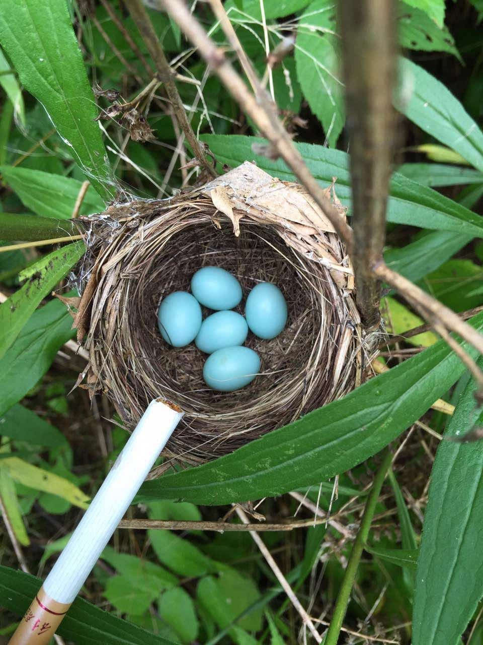 余姚村民家里发现天蓝色鸟蛋 你认识吗?