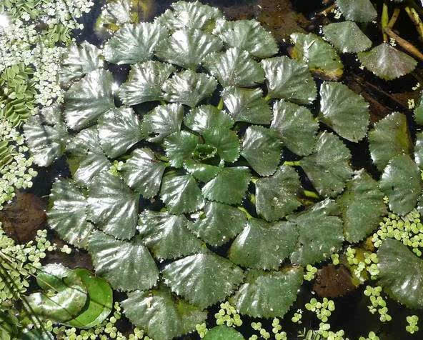 [餐桌物种日历]6月16日 菱角