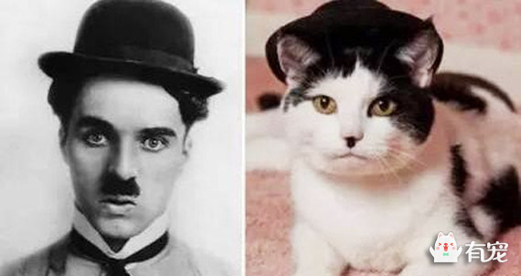 希特勒猫表情包图片