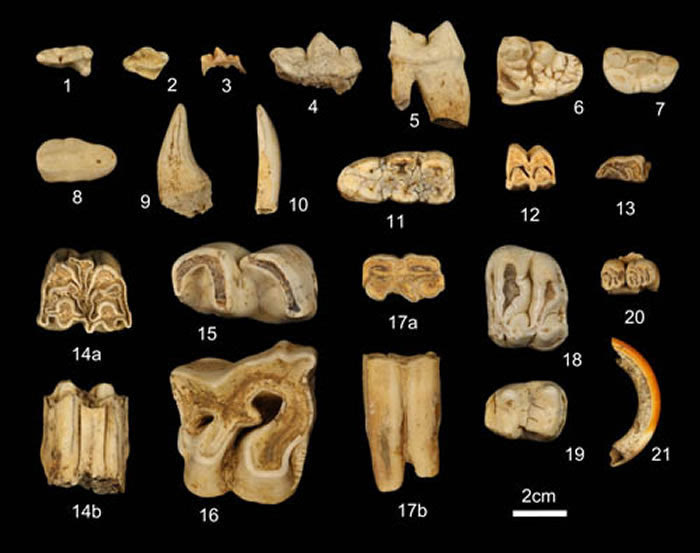 古生物化石的种类图片