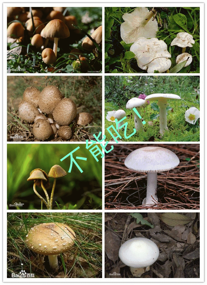蘑菇种类图片 常吃图片