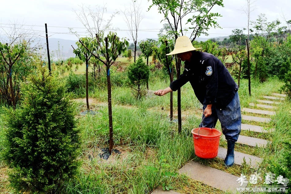 记者了解到,秦安凤山景区管理所,趁雨天及时对景区的花草树木进行施肥