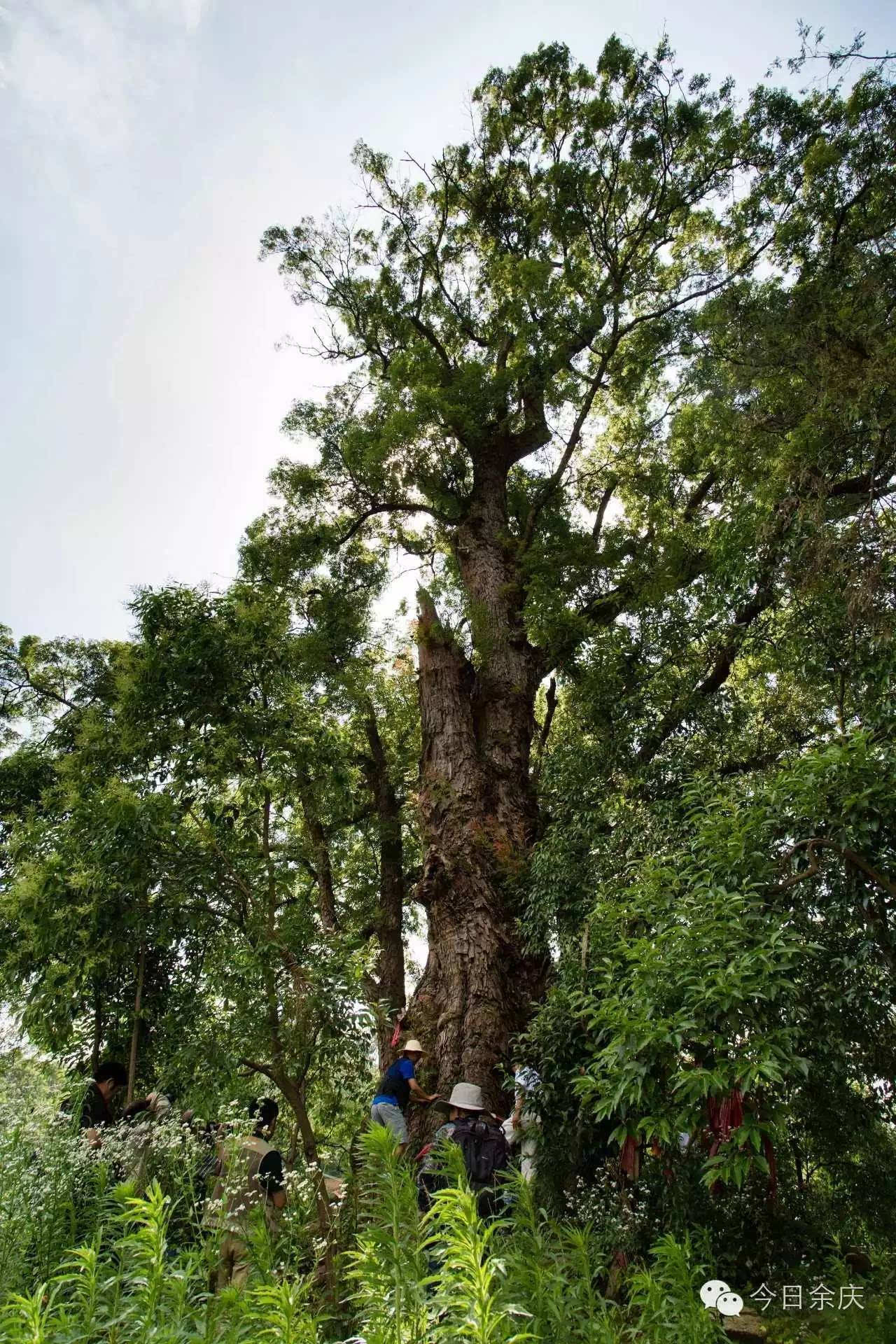 贵州余庆发现巨大黄连古树 树龄超400年