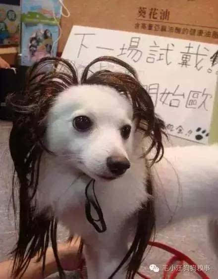 当狗狗们戴上了假发,有的挺萌,有的就比较 惊悚了