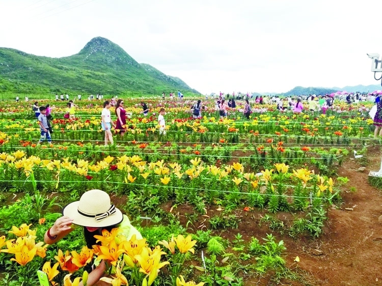 游客在园区内百合花产业基地游览仲夏的乌沙,成了兴义市民一个休闲