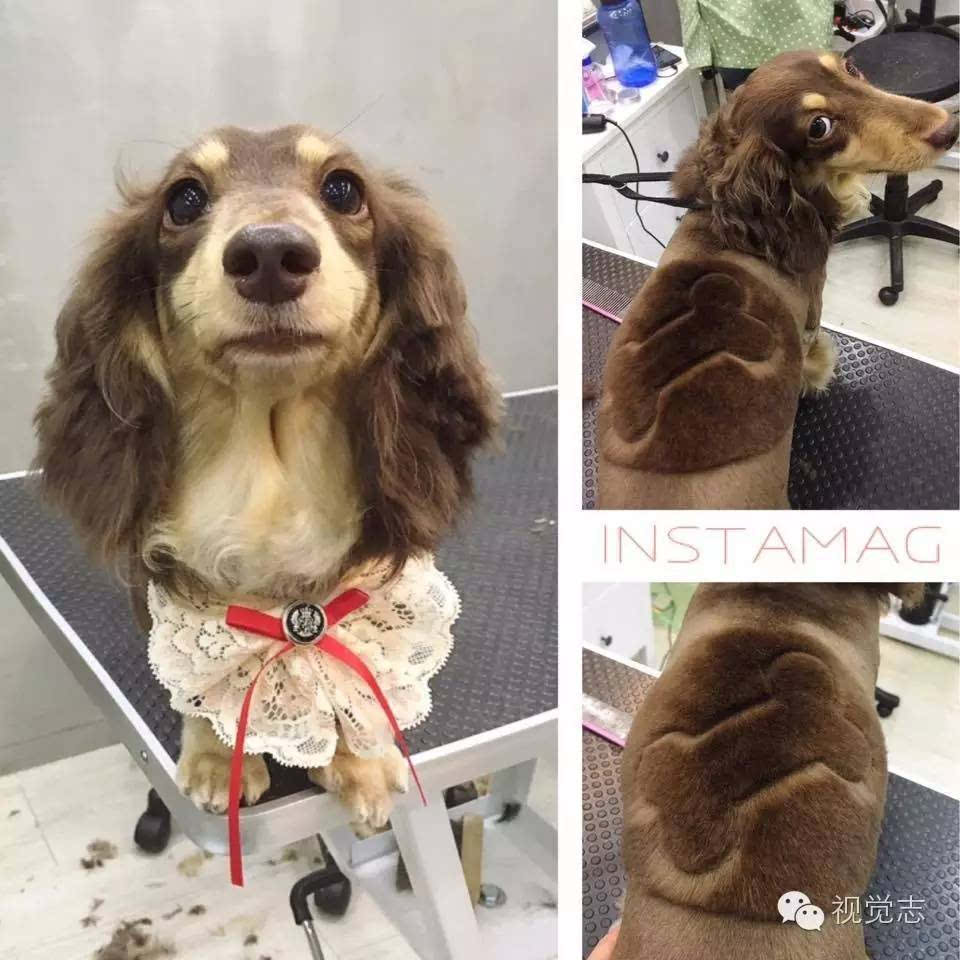 当一个理发师转行去给动物剪发这造型绝对有毒!