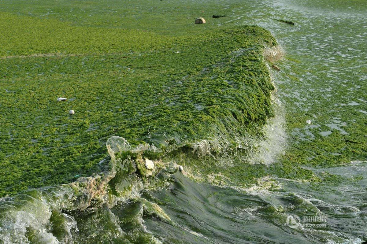 大面积浒苔入侵胶州湾 绿潮成片如草原