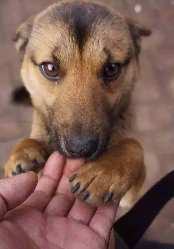 骁苍犬图片