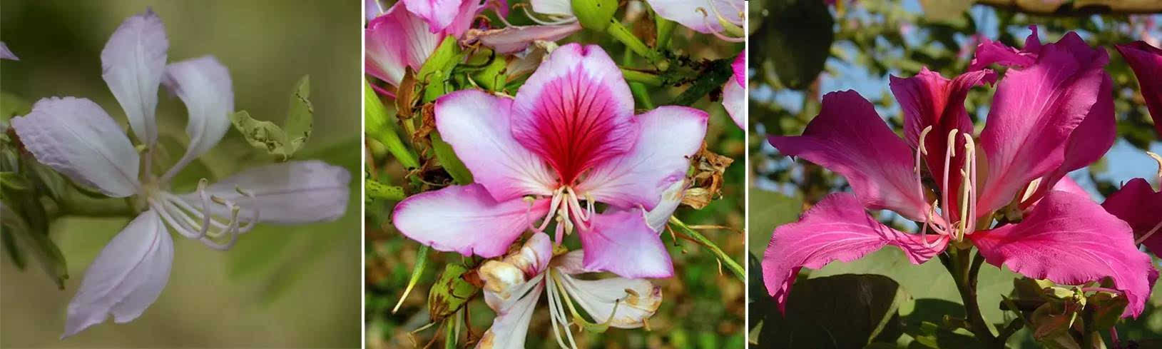 洋紫荆:香港的市花,和紫荆一样么?