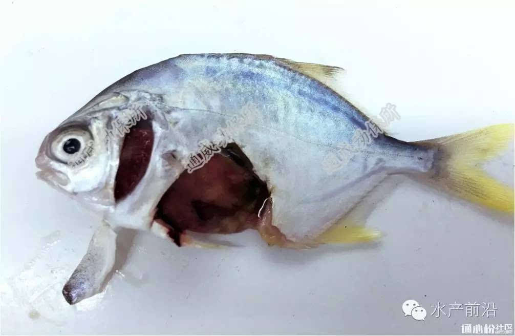金鲳鱼解剖图片
