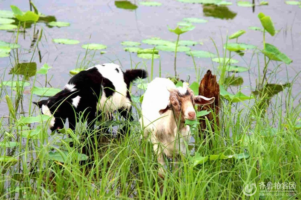 在单县浮龙湖湿地,一群羊进入荷塘啃食荷叶(齐鲁网发 缘因摄)