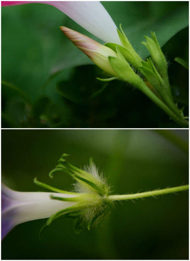 除了叶子的区别,一般来说牵牛比圆叶牵牛的花大,另外,花萼也有区别,如