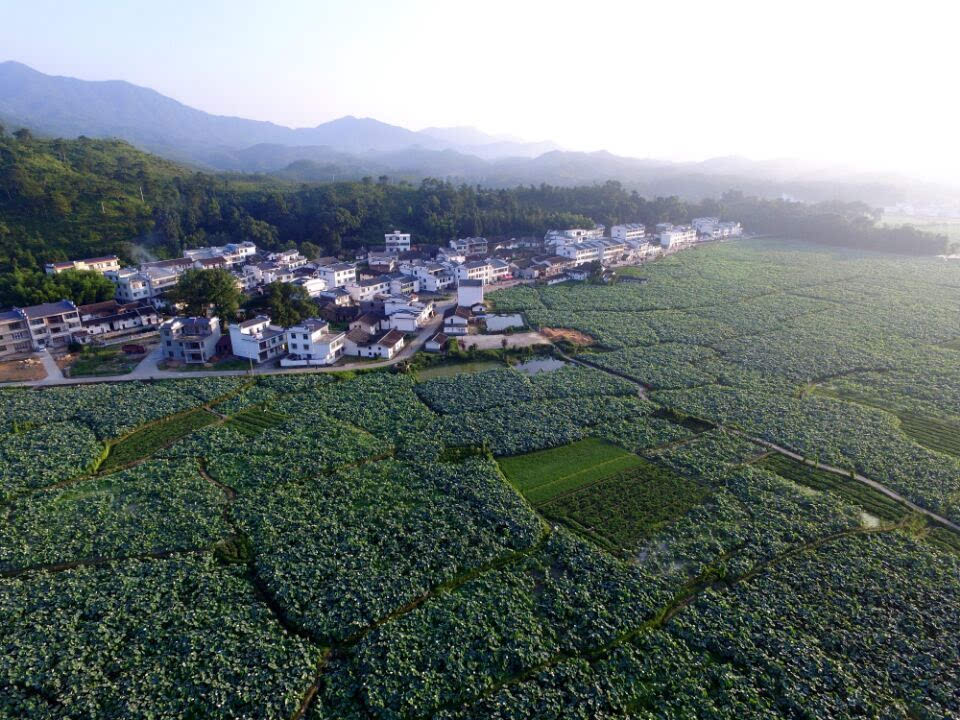 广昌姚西景区成功挑战"世界最大莲池"吉尼斯世界纪录