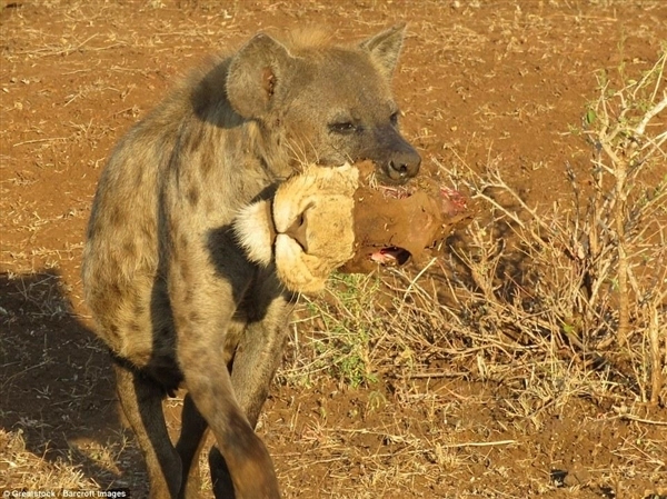 鬣狗肉图片