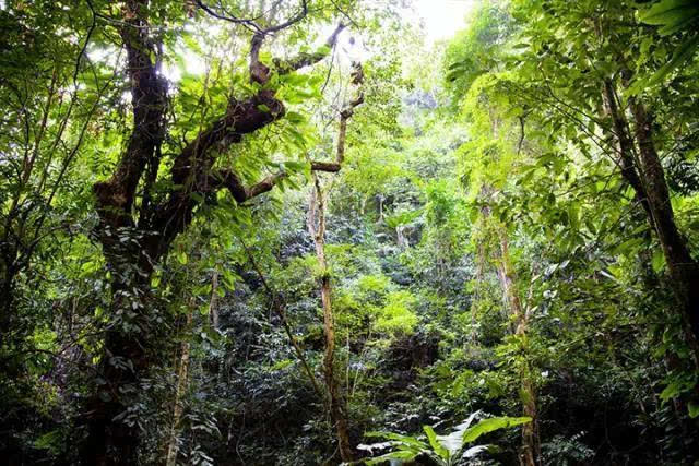 刚果雨林和亚马逊雨林图片