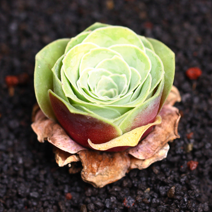 風水師與多肉植物不得不說的故事