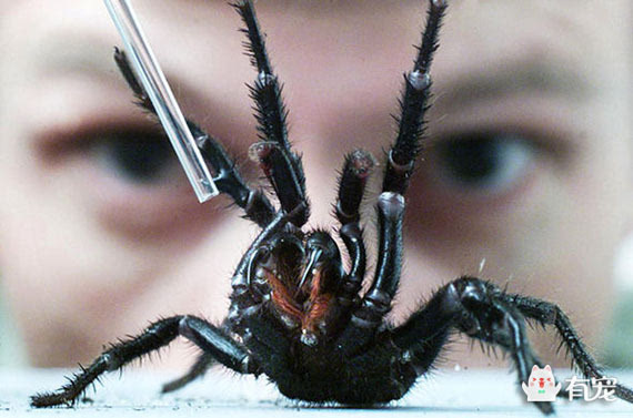 澳大利亚漏斗形蜘蛛图片
