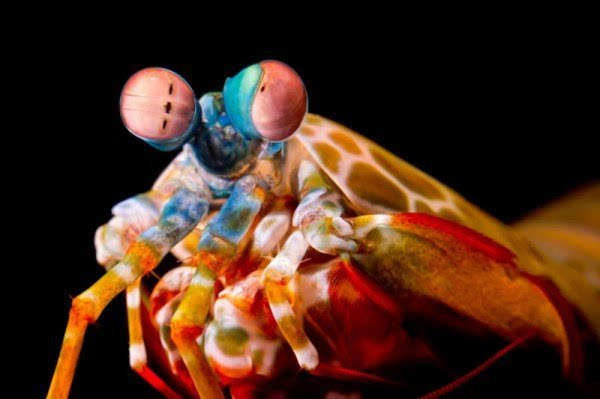 螳螂虾为什么要翻白眼