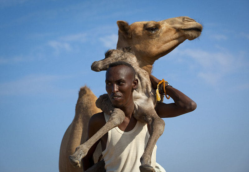 人和动物的有爱瞬间