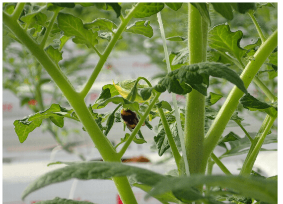 欧荷生态小番茄:丽蚜小蜂来捉虫