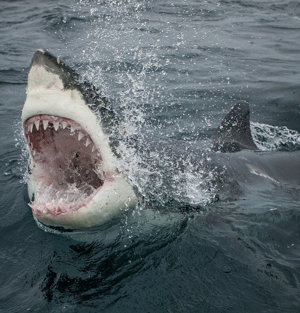300米大白鲨图片
